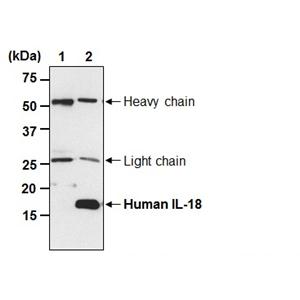 Anti-IL-18 Antibody