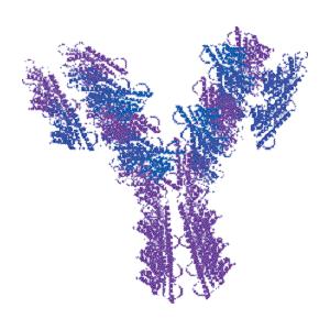 兔抗綿羊IGG(H&L)二抗,HRP標記