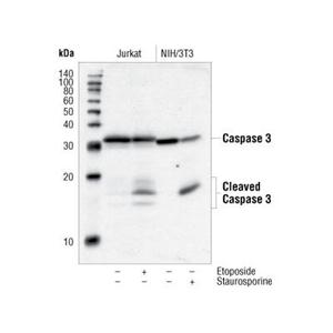 ANTI-CASPASE-3