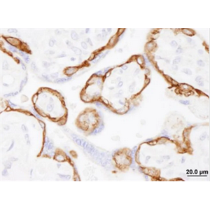 Anti-EGFR Polyclonal Antibody