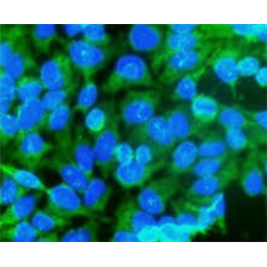 Anti-Caspase 3 Antibody