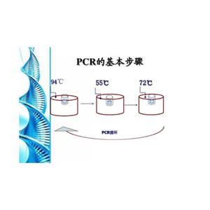 伯克氏菌通用PCR試劑盒