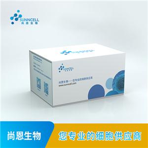 U-87 MG（人腦星形膠質(zhì)母細(xì)胞瘤細(xì)胞）