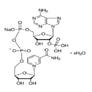 β-煙酰胺腺嘌呤二核苷酸磷酸（NADP）