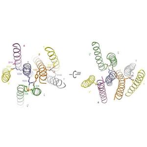 重組人CD3 epsilon蛋白丨人CD3ε重組蛋白