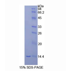 巨噬細胞炎性蛋白1γ(MIP1g)重組蛋白