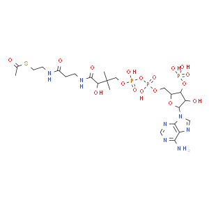 乙酰輔酶A；102029-73-2