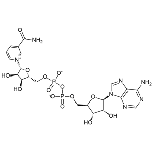 β-煙酰胺腺嘌呤二核苷酸