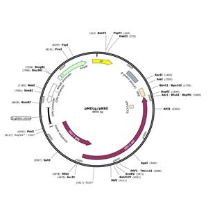 慢病毒包裝質(zhì)粒 pMDLg/pRRE 江苑生物