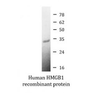 Arigo 激活用 HMGB1 活性蛋白，ARG70220