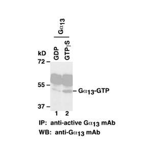 Gα13-GTP 小鼠單抗