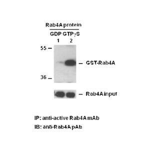 Rab4A-GTP 小鼠單抗