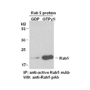 Rab5-GTP 小鼠單抗