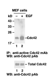 Cdc42 Activation Assay Kit