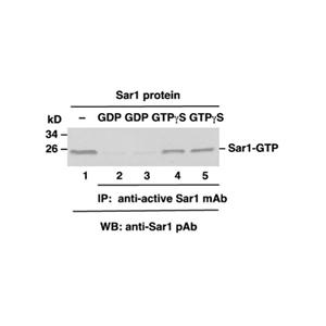 Sar1-GTP 小鼠單抗