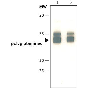 抗聚谷氨酰胺polyQ抗體，polyglutamine Disease， clone 3B5H10