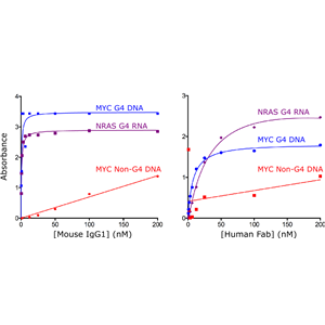 抗DNA G-quadruplex結(jié)構(gòu)抗體，antibody clone: BG4