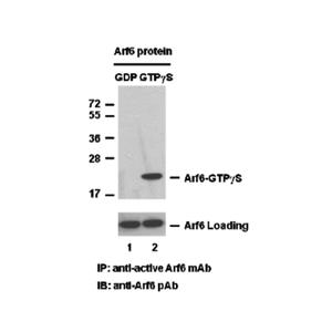 Arf6 活性檢測試劑盒，免疫檢測廠商直發(fā)