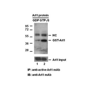 Arl1 活性檢測試劑盒