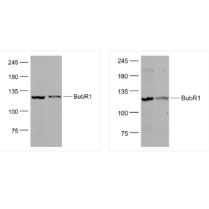 Anti-BubR1-有絲分裂檢驗點蛋白BubR1抗體