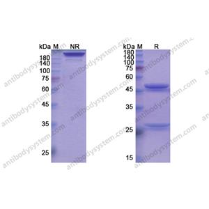 迪諾蘇單抗 ，Denosumab，anti-CD254 antibody 抗體