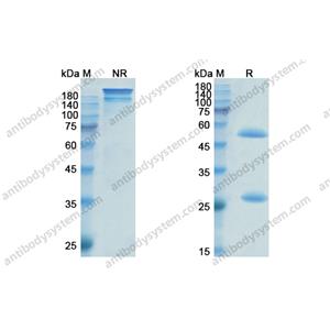 匹那妥珠單抗，Pinatuzumab，anti-CD22 antibody 抗體