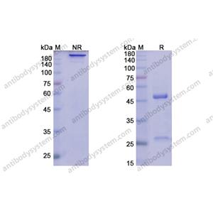 Lirilumab，anti-CD19 antibody 抗體