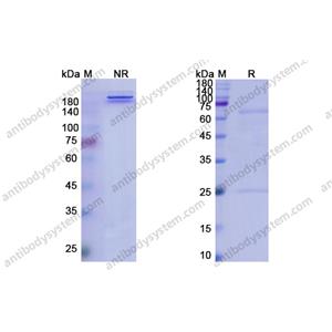 Ifinatamab，anti-APP antibody 抗體，