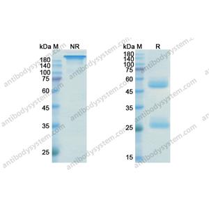 烏司奴單抗，Ustekinumab，anti-IL-12B antibody 抗體