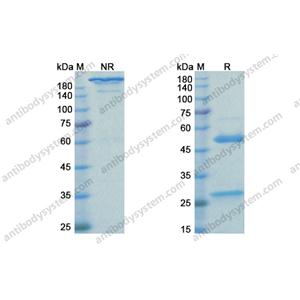 曲妥珠單抗，Trastuzumab，anti-HER2 antibody 抗體