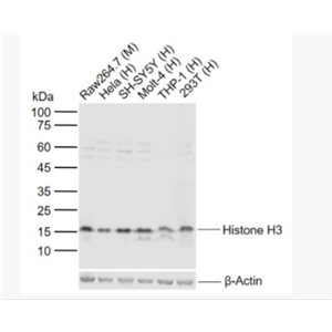 Anti-Histone H3-組蛋白H3（核內(nèi)參）抗體