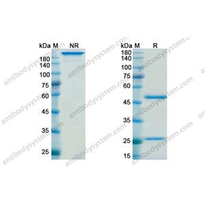  抗Hypusine 抗體(Hpu24)antibody