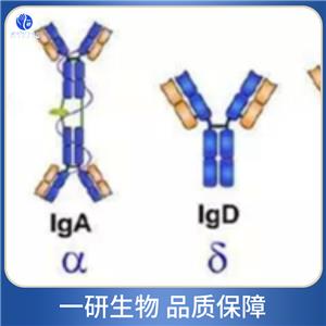 載脂蛋白D抗體