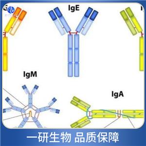 通用轉(zhuǎn)錄因子IIA樣因子抗體