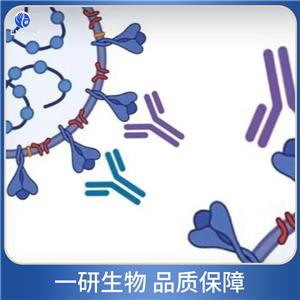 錨蛋白重復(fù)結(jié)構(gòu)域蛋白42抗體