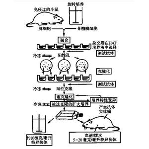 細(xì)胞角蛋白5+6蛋白，Cytokeratin 5 + 6 Protein