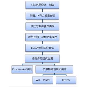 細(xì)胞角蛋白6蛋白，Cytokeratin 6 Protein