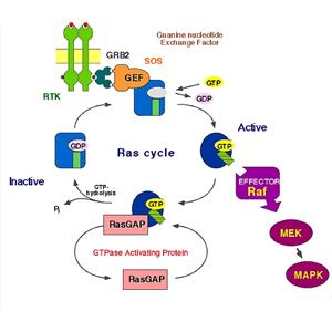 胞嘧啶脫氨酶蛋白，Cytosine deaminase Protein