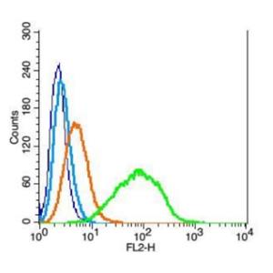 Anti-ChRM2 antibody-毒蕈堿型乙酰膽堿受體M2抗體