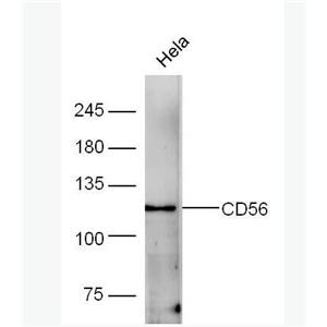 Anti-CD56 antibody-神經(jīng)細(xì)胞粘附分子1抗體