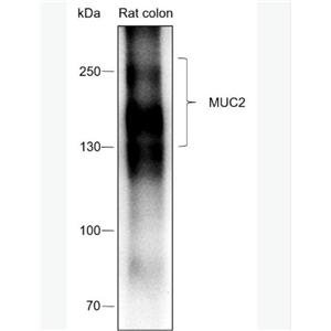 Anti-MUC2 antibody-粘蛋白-2/上皮膜抗原2重組兔單克隆抗體