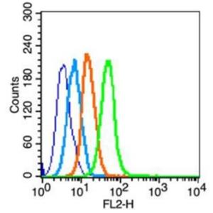 Anti-CCR-2  antibody-細(xì)胞表面趨化因子受體2抗體