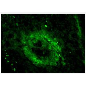 Anti-CD3E antibody-CD3/CD3-ε 抗體