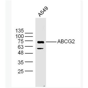 Anti-ABCG2 antibody-三磷酸腺苷結(jié)合轉(zhuǎn)運蛋白G超家族成員2抗體