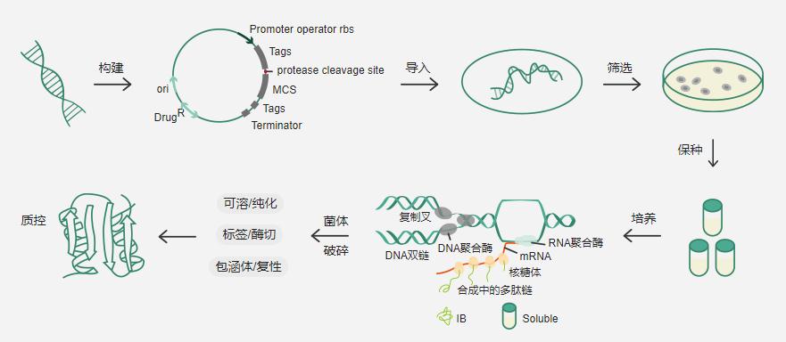 原核細(xì)胞重組表達(dá)流程圖 .png