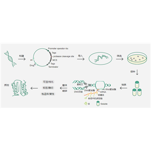 義翹神州提供原核細(xì)胞蛋白表達(dá)平臺(tái)