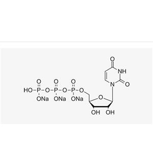 UTP sodium solution (100 mM)