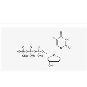 dTTP Sodium Salt Solution(100 mM)