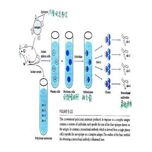 二肽基肽酶9蛋白，DPP9 Protein