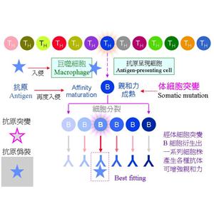 多能發(fā)育相關(guān)基因4蛋白，Dppa4 Protein